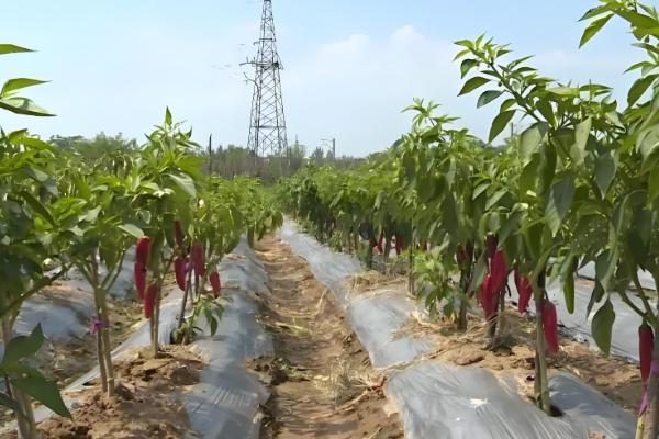 湖北浠水县的特产,茅山螃蟹畅销沿海城市