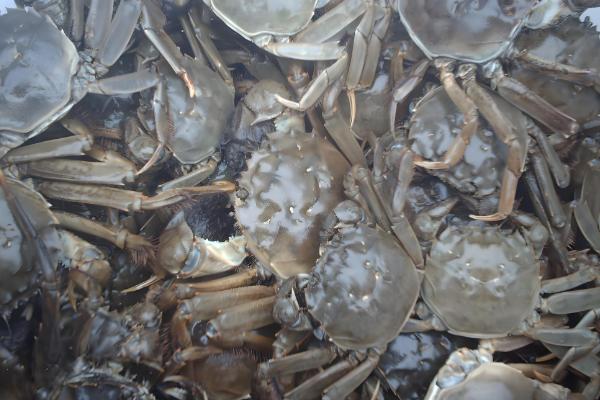 湖北浠水县的特产,茅山螃蟹畅销沿海城市