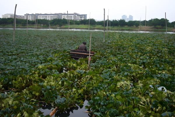 湖北浠水县的特产,茅山螃蟹畅销沿海城市