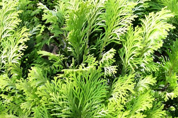 湖北浠水县的特产,茅山螃蟹畅销沿海城市