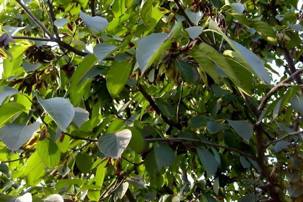 湖北浠水县的特产,茅山螃蟹畅销沿海城市