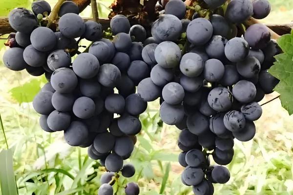 湖北浠水县的特产,茅山螃蟹畅销沿海城市