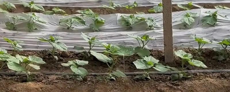 黄瓜定植后如何促生根，定植后要立刻浇透一次水