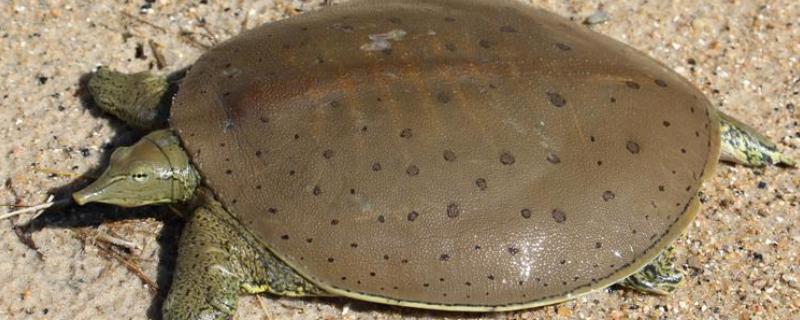 中华鳖和珍珠鳖有什么区别,属别、外形都不同