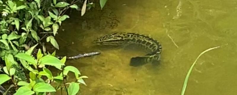 黑鱼的生活习性，喜欢潜藏在隐蔽的地方