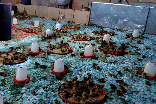 小野鸡如何养殖,需要散养