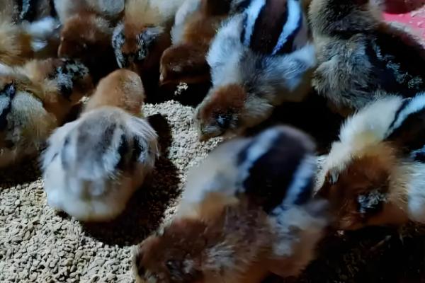 小野鸡如何养殖,需要散养