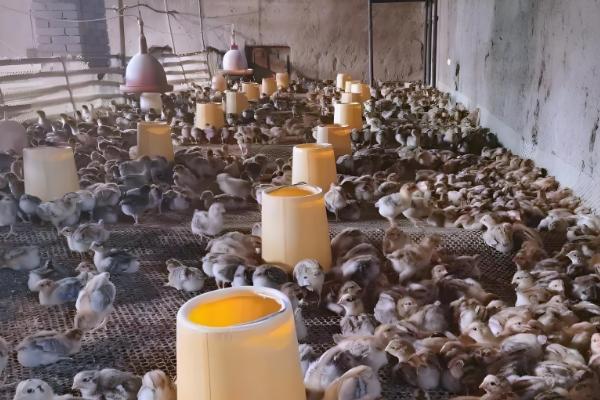 小野鸡如何养殖,需要散养