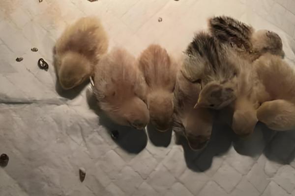 小野鸡如何养殖,需要散养