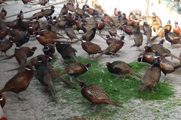 小野鸡如何养殖,需要散养