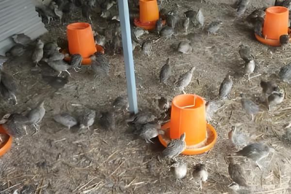 小野鸡如何养殖,需要散养