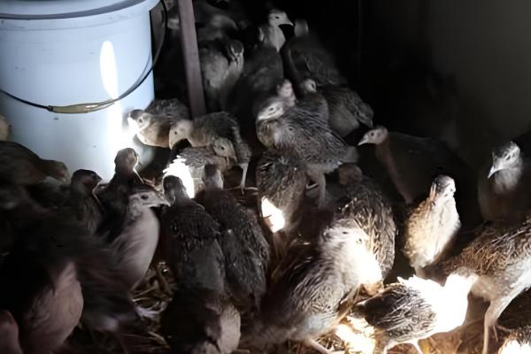 小野鸡如何养殖,需要散养