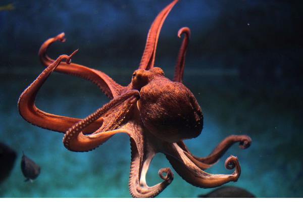 章鱼能不能用淡水养殖，淡水含盐量低不适合它们生长