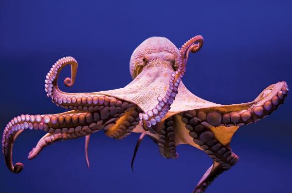 章鱼能不能用淡水养殖，淡水含盐量低不适合它们生长