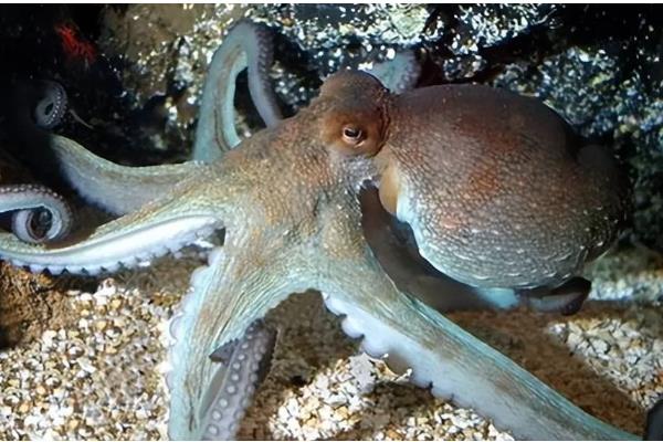 章鱼能不能用淡水养殖，淡水含盐量低不适合它们生长