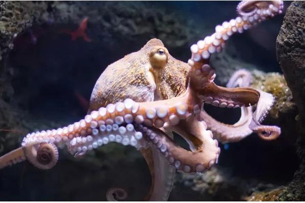 章鱼能不能用淡水养殖，淡水含盐量低不适合它们生长