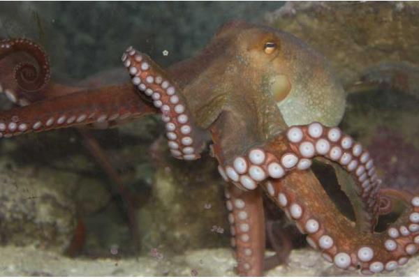 章鱼能不能用淡水养殖，淡水含盐量低不适合它们生长