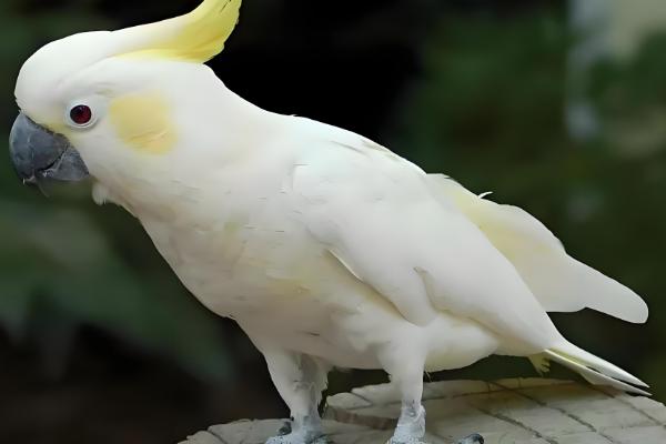 鹦鹉一直叫的原因，可能是孤独所致