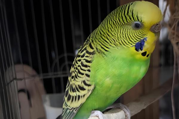 鹦鹉一直叫的原因，可能是孤独所致