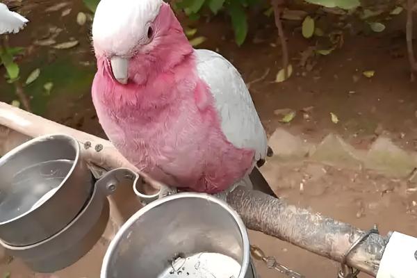 鹦鹉一直叫的原因，可能是孤独所致