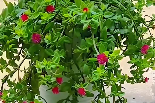 牡丹吊兰叶子发黄的原因,可能是光照不足所致