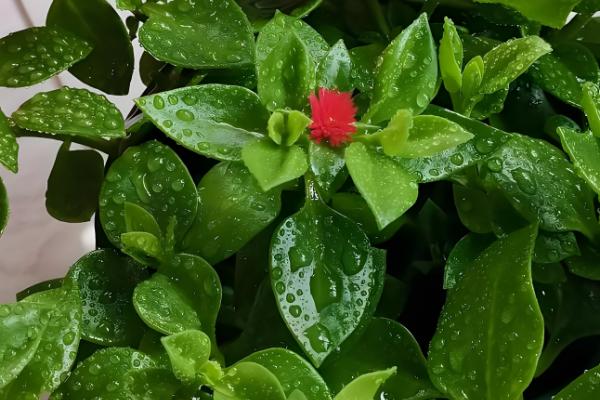 牡丹吊兰叶子发黄的原因,可能是光照不足所致