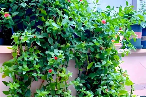 牡丹吊兰叶子发黄的原因,可能是光照不足所致