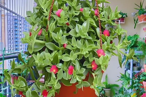 牡丹吊兰叶子发黄的原因,可能是光照不足所致