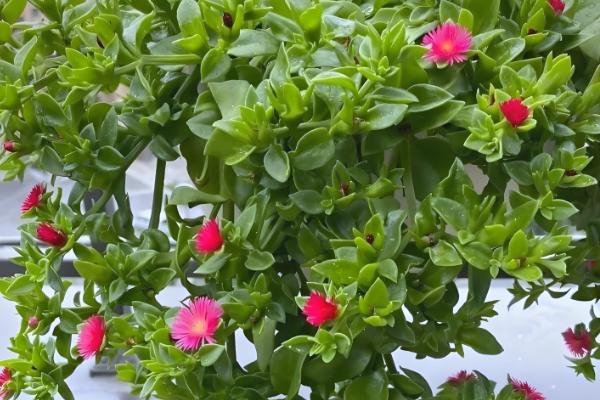 牡丹吊兰叶子发黄的原因,可能是光照不足所致