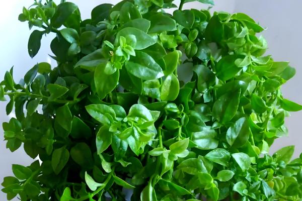 牡丹吊兰叶子发黄的原因,可能是光照不足所致