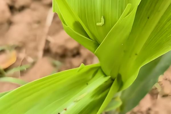 玉米雄花受到蚜虫危害怎么办，喷施氧化乐果等药物具有防效