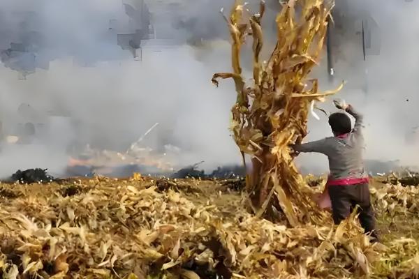 玉米雄花受到蚜虫危害怎么办，喷施氧化乐果等药物具有防效