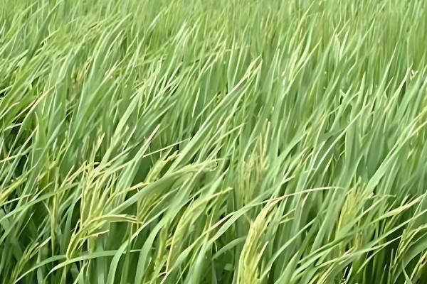 水稻为什么会早穗，一般是幼苗过密、秧龄过大等因素引起