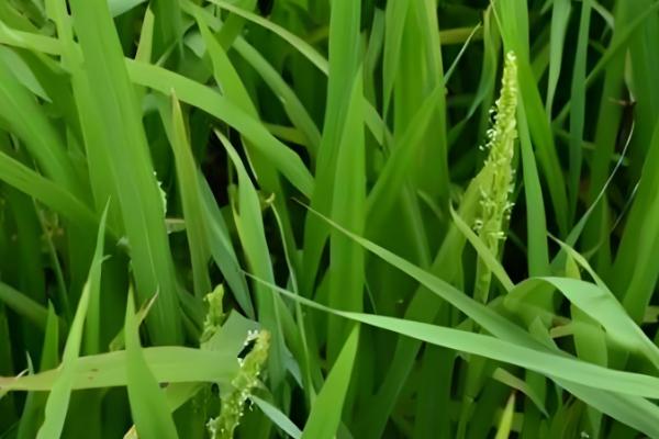 水稻为什么会早穗，一般是幼苗过密、秧龄过大等因素引起