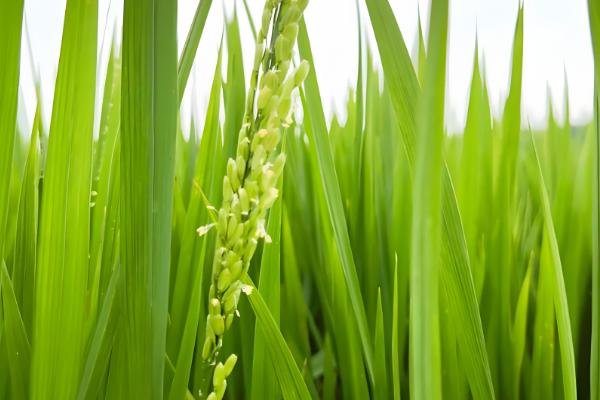 水稻为什么会早穗，一般是幼苗过密、秧龄过大等因素引起