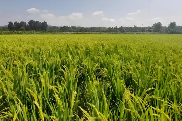 水稻为什么会早穗，一般是幼苗过密、秧龄过大等因素引起