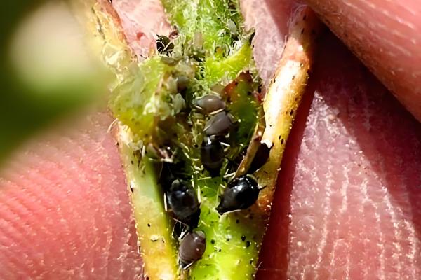 玉米雄花受到蚜虫危害怎么办，喷施氧化乐果等药物具有防效