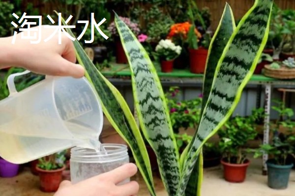 虎皮兰适合浇什么水,雨水、淘米水都是适宜选择