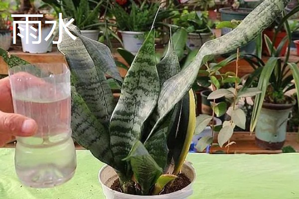 虎皮兰适合浇什么水,雨水、淘米水都是适宜选择
