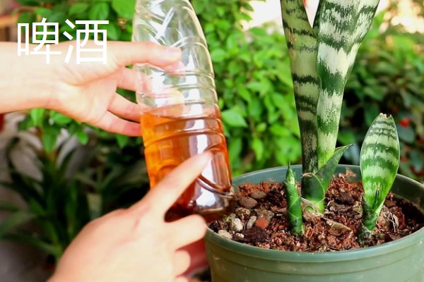 虎皮兰适合浇什么水,雨水、淘米水都是适宜选择