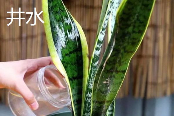 虎皮兰适合浇什么水,雨水、淘米水都是适宜选择