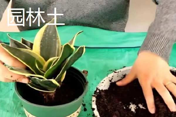 虎皮兰适合浇什么水,雨水、淘米水都是适宜选择