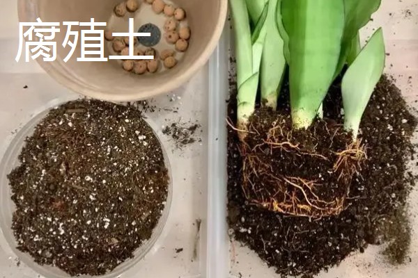 虎皮兰适合浇什么水,雨水、淘米水都是适宜选择