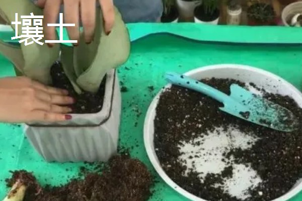 虎皮兰适合浇什么水,雨水、淘米水都是适宜选择