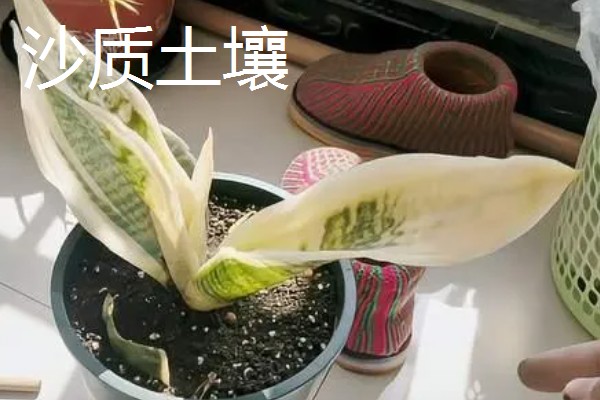 虎皮兰适合浇什么水,雨水、淘米水都是适宜选择