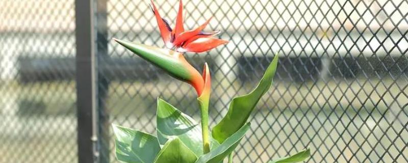 怎么养殖盆栽鹤望兰,每隔1-2年更换一次盆土