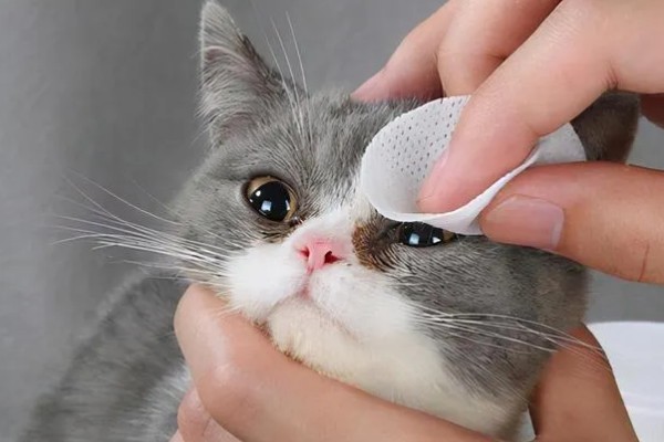 猫咪眼睛发炎怎么处理，可及时清洗眼睛