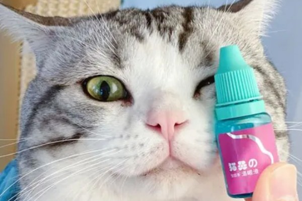猫咪眼睛发炎怎么处理，可及时清洗眼睛