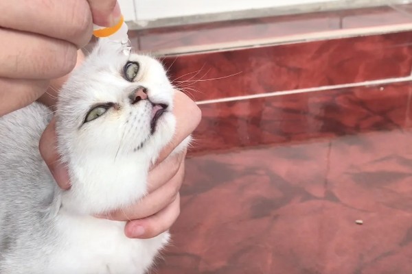 猫咪眼睛发炎怎么处理，可及时清洗眼睛