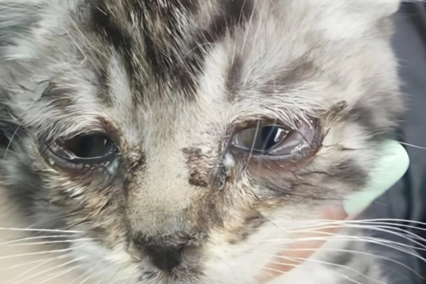 猫咪眼睛发炎怎么处理，可及时清洗眼睛